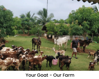 your-goat-our-farm